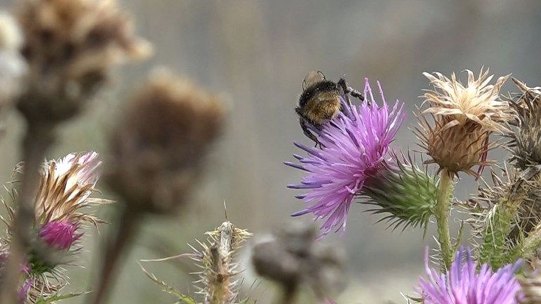 Bloemrijke bermen zijn goed voor natuurlijke vijanden van de eikenprocessierups.