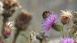 Gelderse proef heeft mogelijk oplossing tegen eikenprocessierups opgeleverd