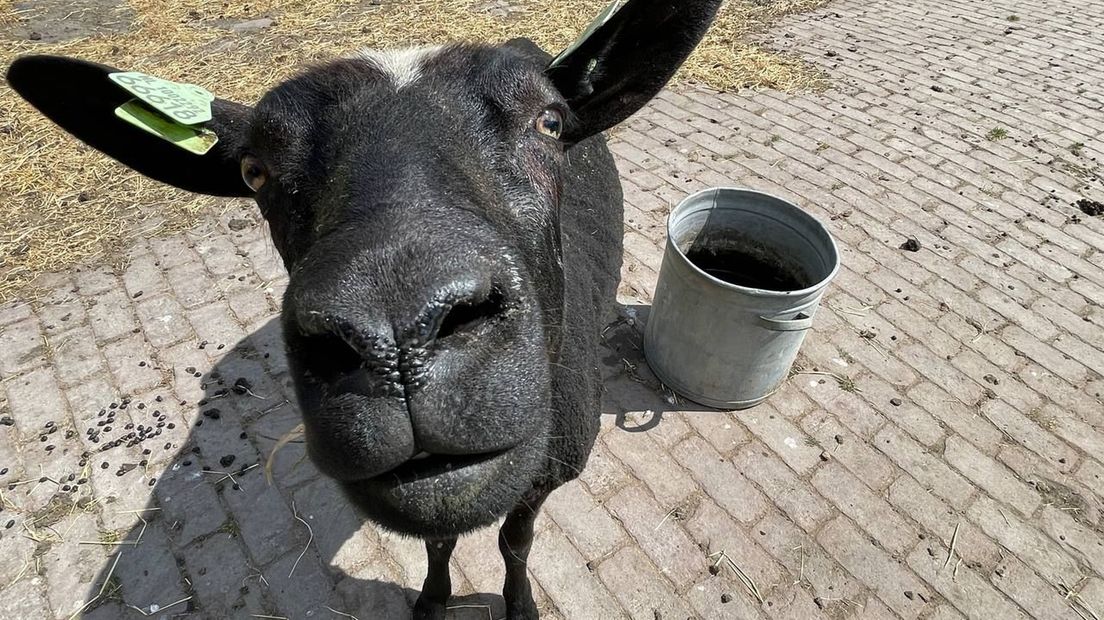 Kranenburg is blij dat zijn dieren in goede handen zijn
