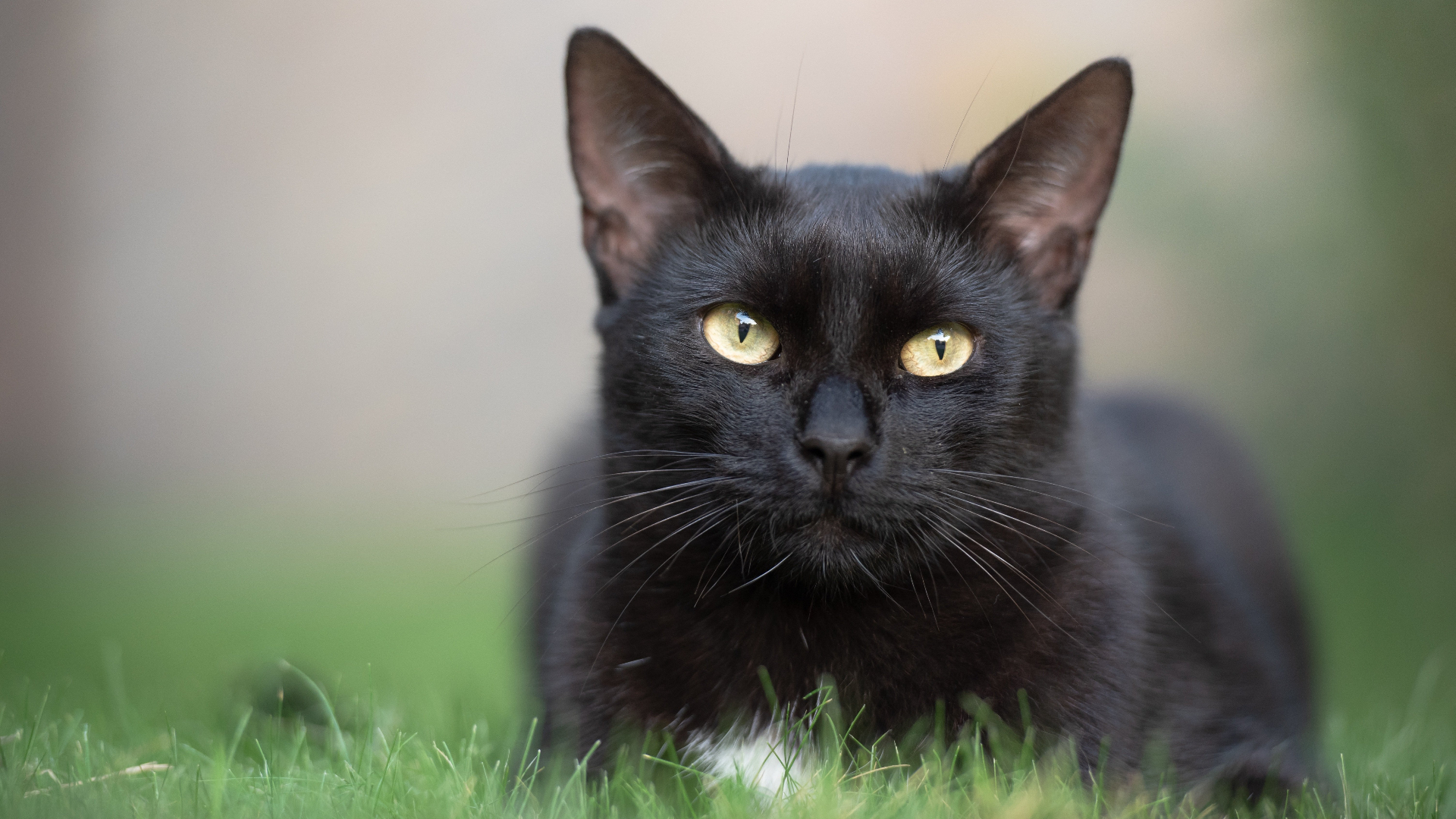 Drie katten zijn verwond in Schiedam.
