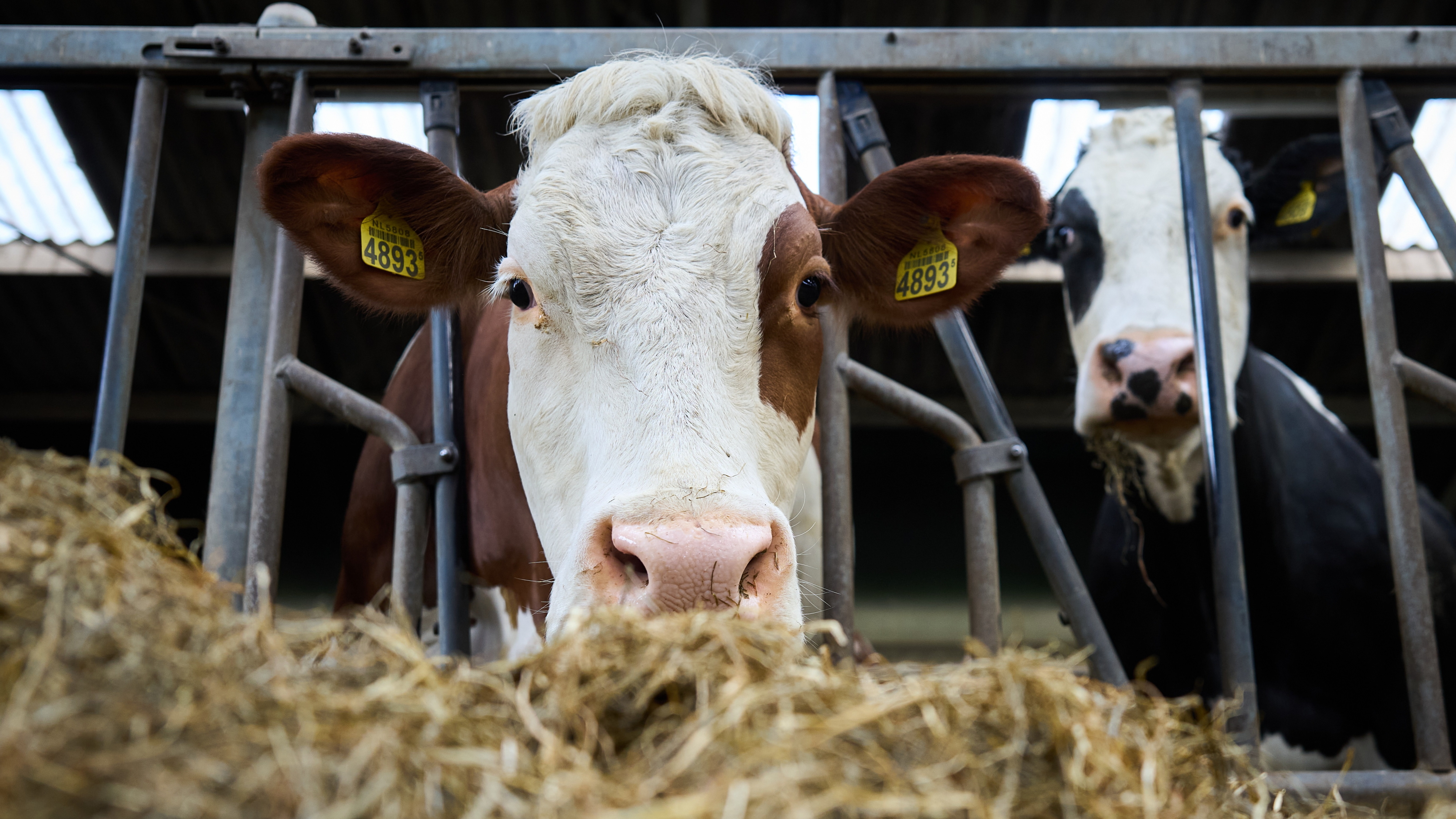 KAART: Veel familiebedrijven in Fryslân, zo zit het in jouw gemeente