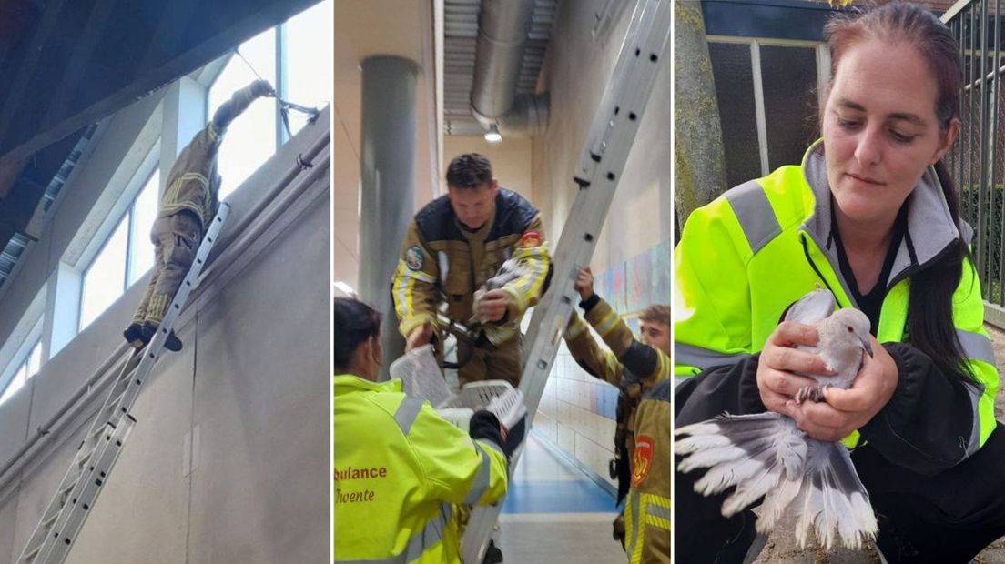 De brandweer Hengelo had vanmiddag de handen vol aan het redden van een duif.