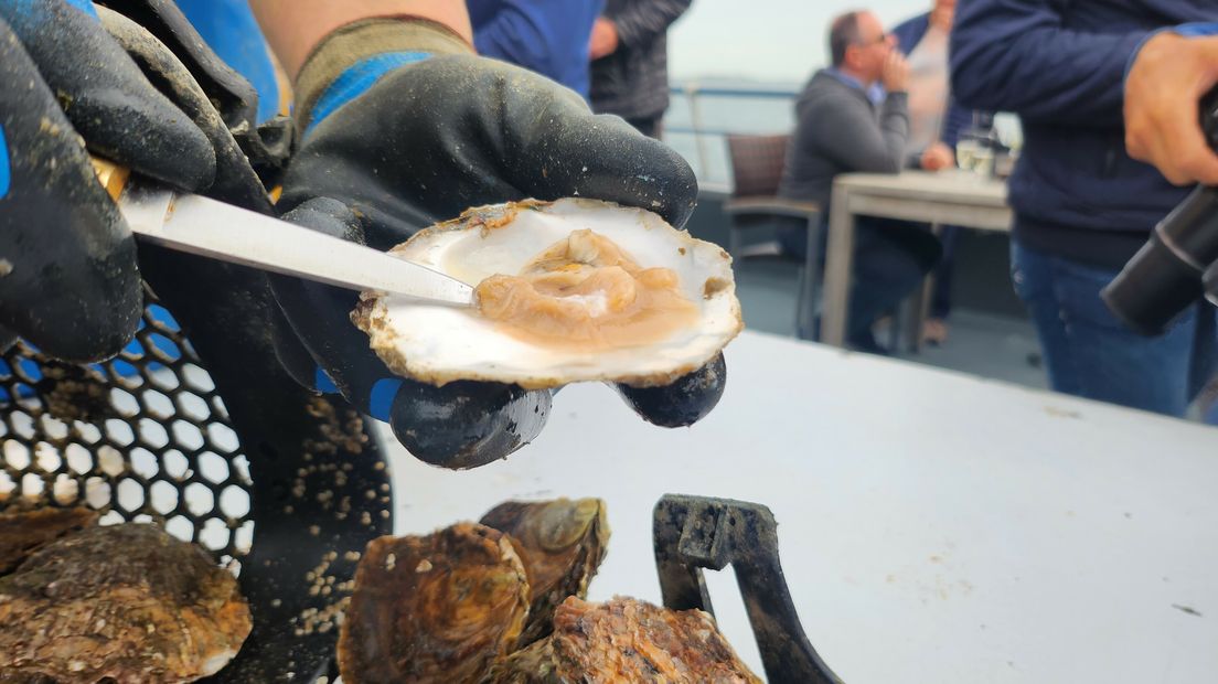 De eerste oesters van het seizoen