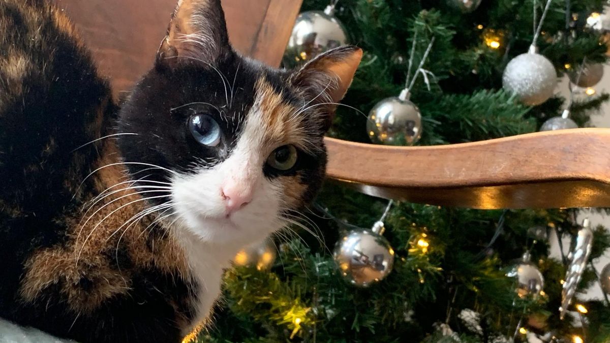 Dit is het ongelooflijke avontuur van 'kerstkat Pippi'