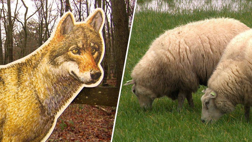 De terugkeer van de wolf is niet onopgemerkt gebleven - Omroep Gelderland
