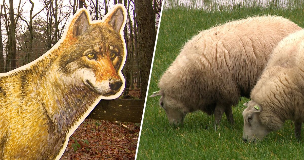 De terugkeer van de wolf is niet onopgemerkt gebleven - Omroep Gelderland