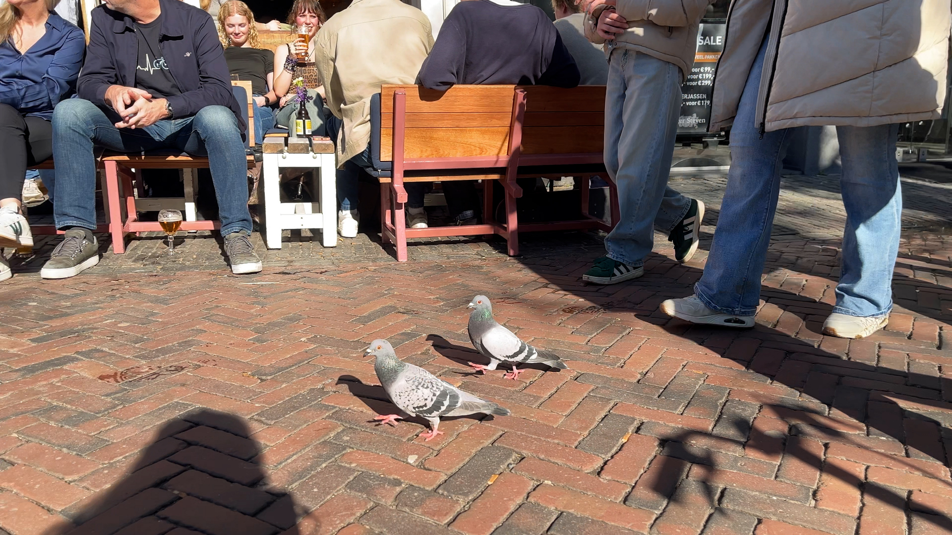 Partij voor de Dieren maakt zich zorgen over stadsduiven in Utrecht