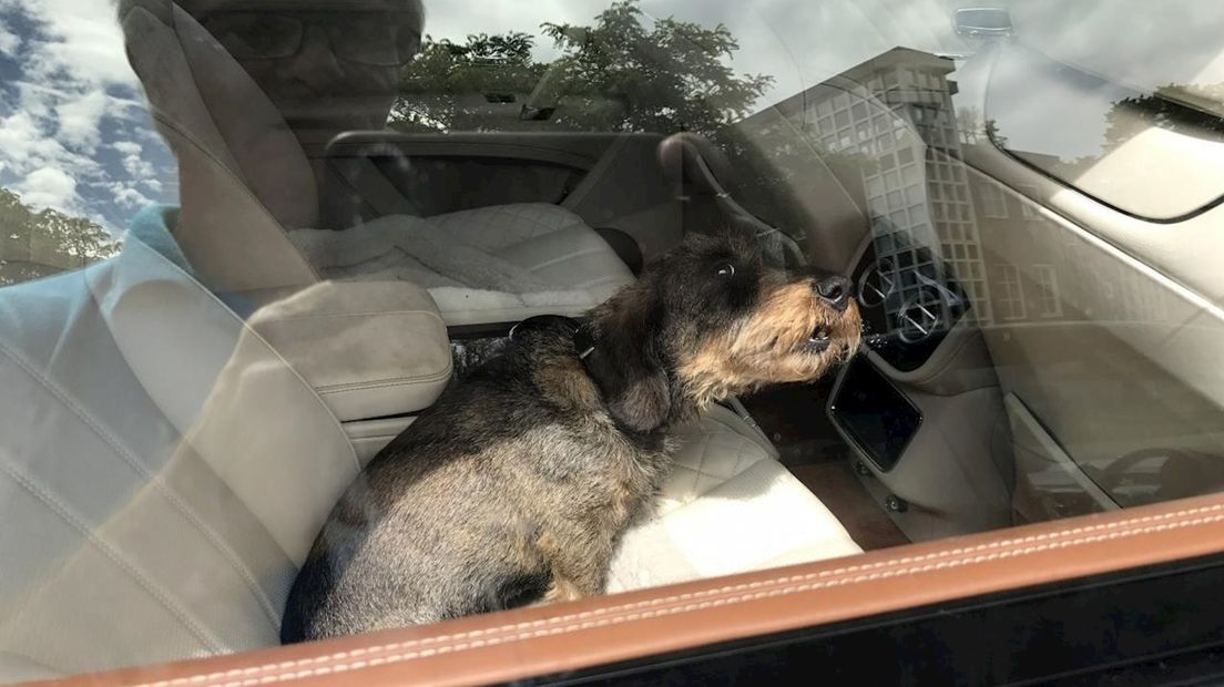 Hondje opgesloten in snikhete Bentley