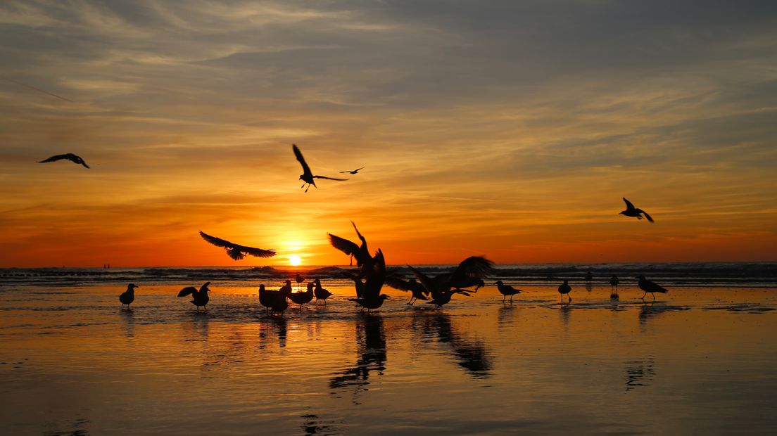 Het strand