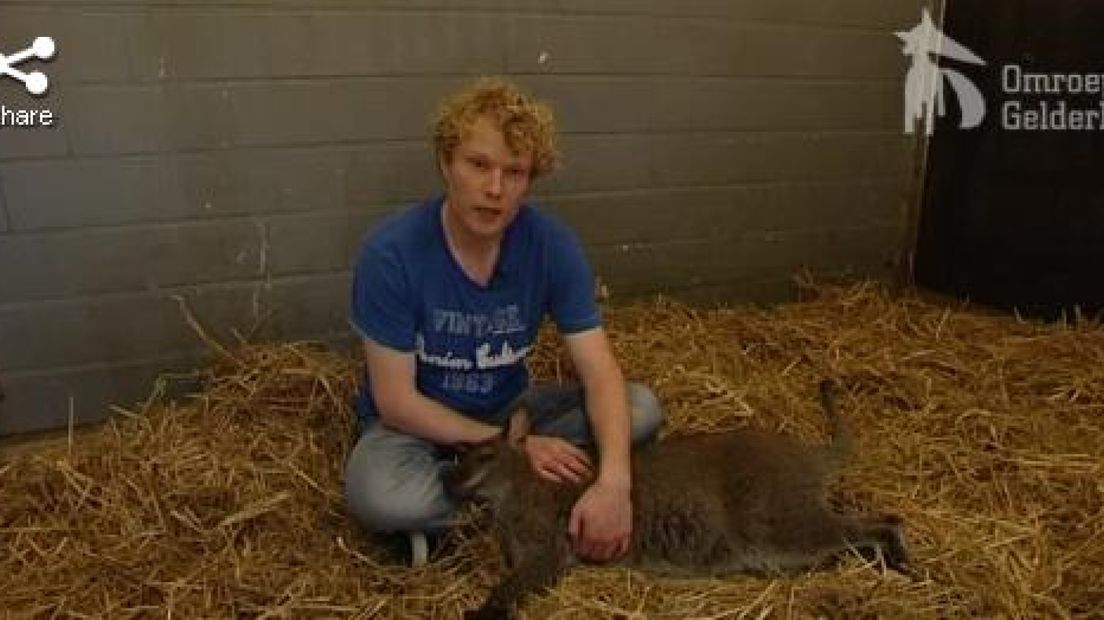 Gevangen kangoeroe heet Arjan