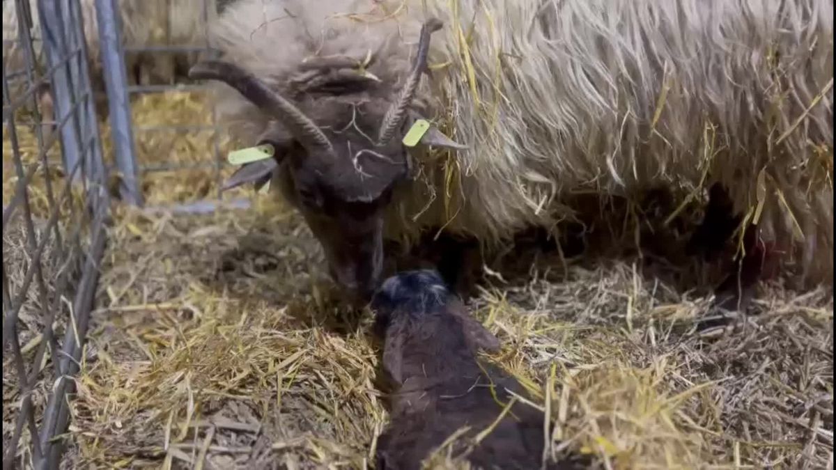 Eerste lammetje geboren bij schaapskooi in Exloo