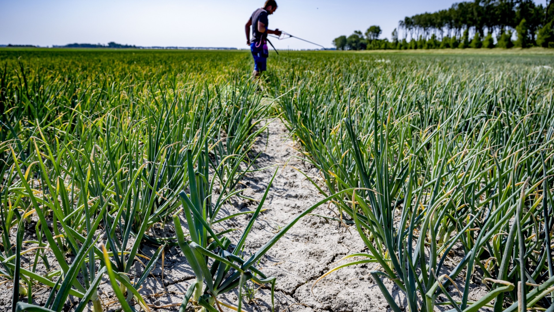 Boeren overtreden regels bestrijdingsmiddelen, NVWA vindt dat zorgwekkend