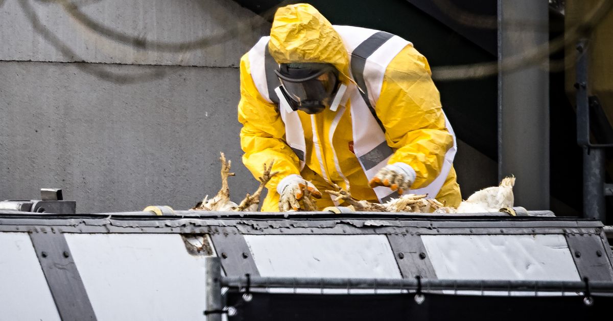 Lutjegast bird flu outbreak forces cull of 45,000 poultry birds