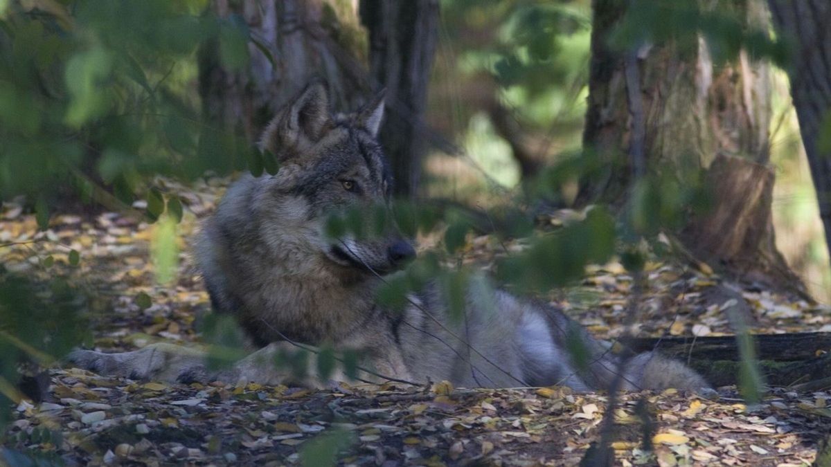 Zes dode schapen gevonden in Drenthe