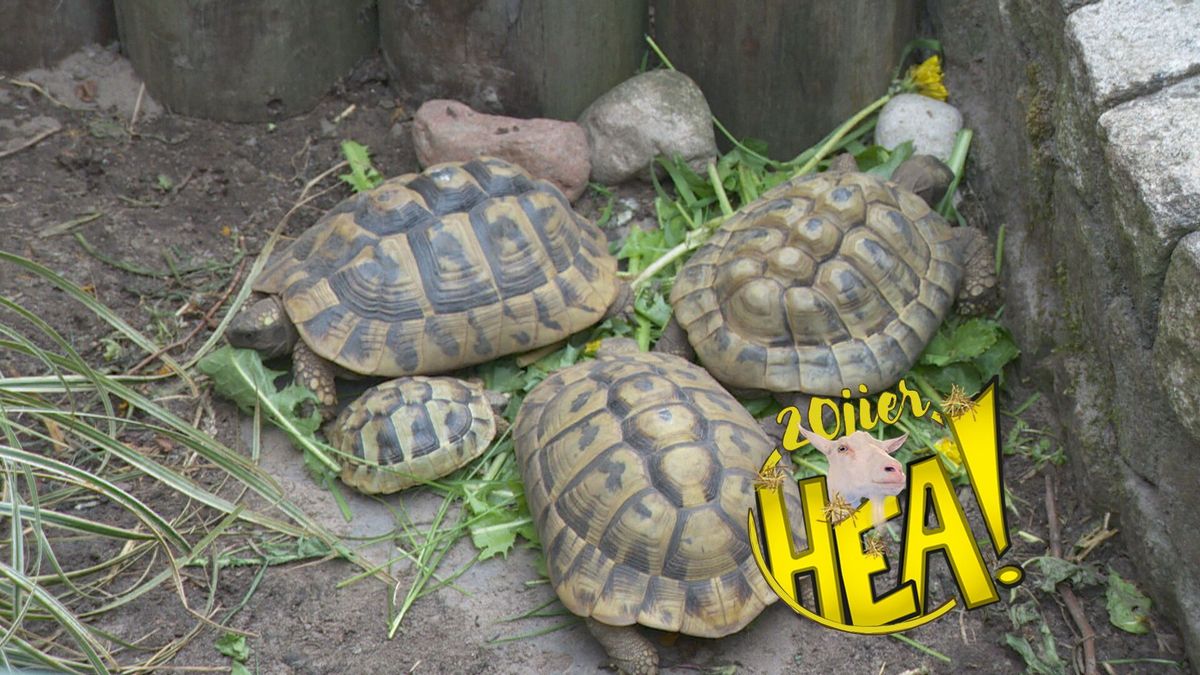HEA! Schildpaddenliefde in Oudega