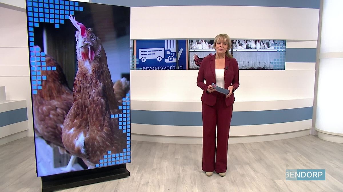 Vogelgriep uitgebroken in Gasselternijveenschemond