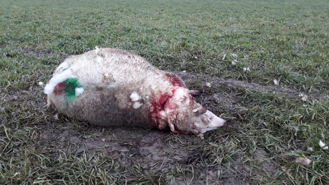 Doodgebeten schaap in weiland, meerdere andere schapen raakten gewond
