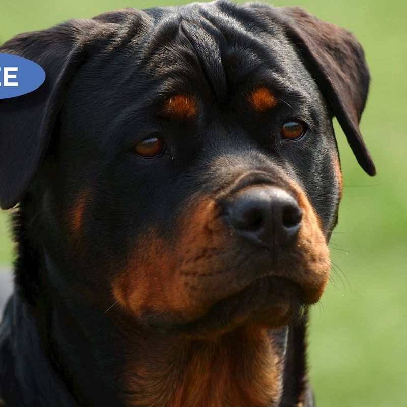 thumbnail: Veiligheidsbord Voor Vee – ‘Honden Aangelijnd Houden’ – 300x200 Mm Plastic Bord Voor Boerderij Of Weide