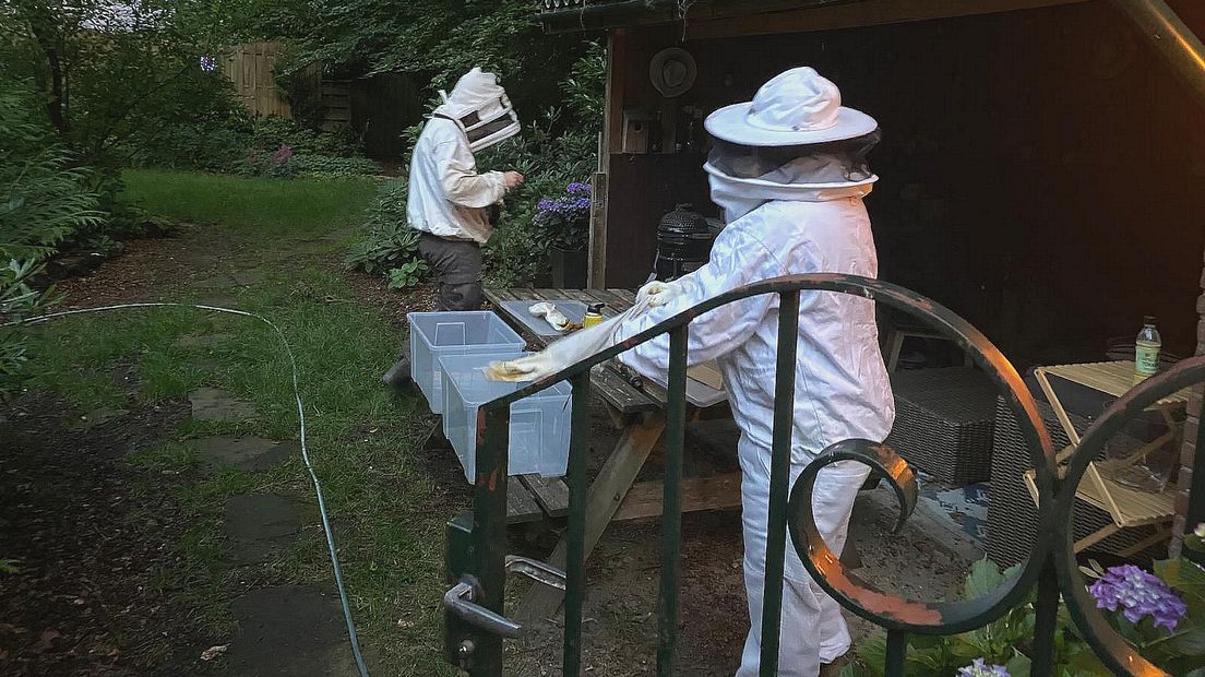 Een imker en een bewoner halen een Aziatische hoornaarsnest weg
