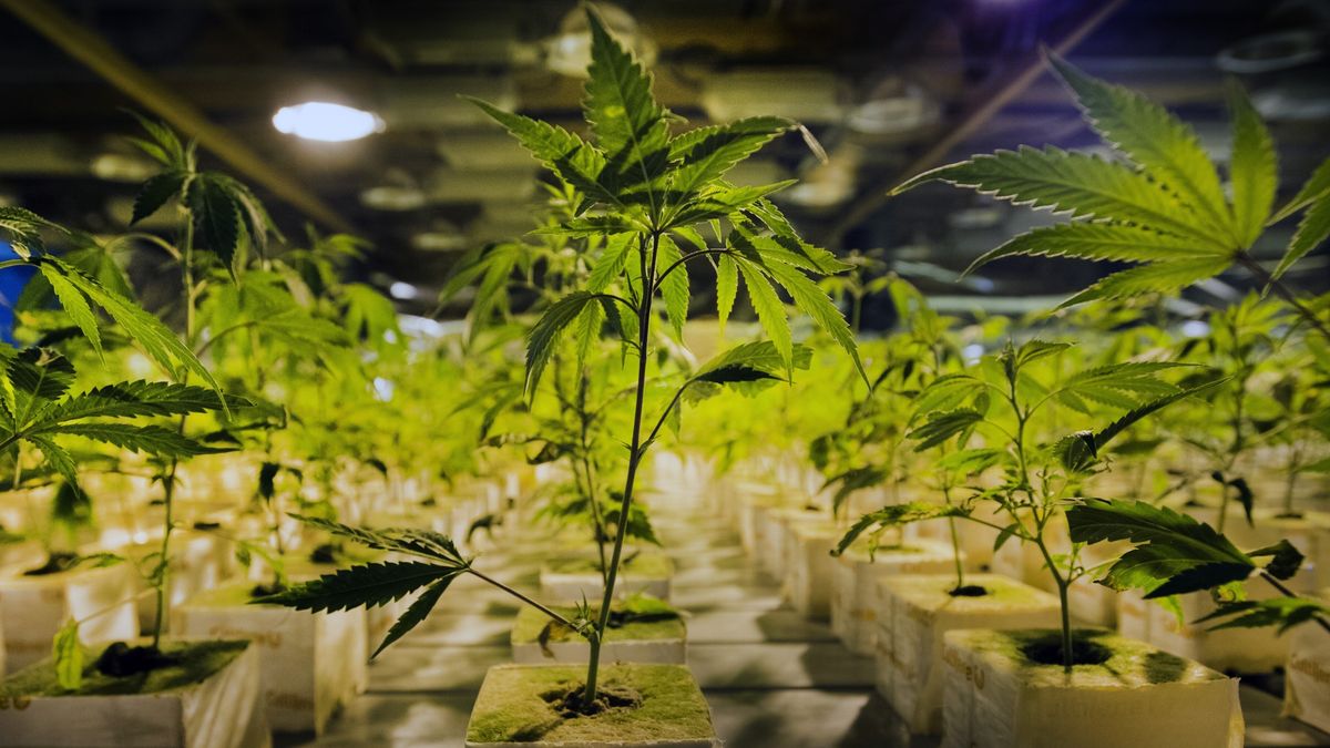 Politie vindt 250 wietplanten in woning Assen