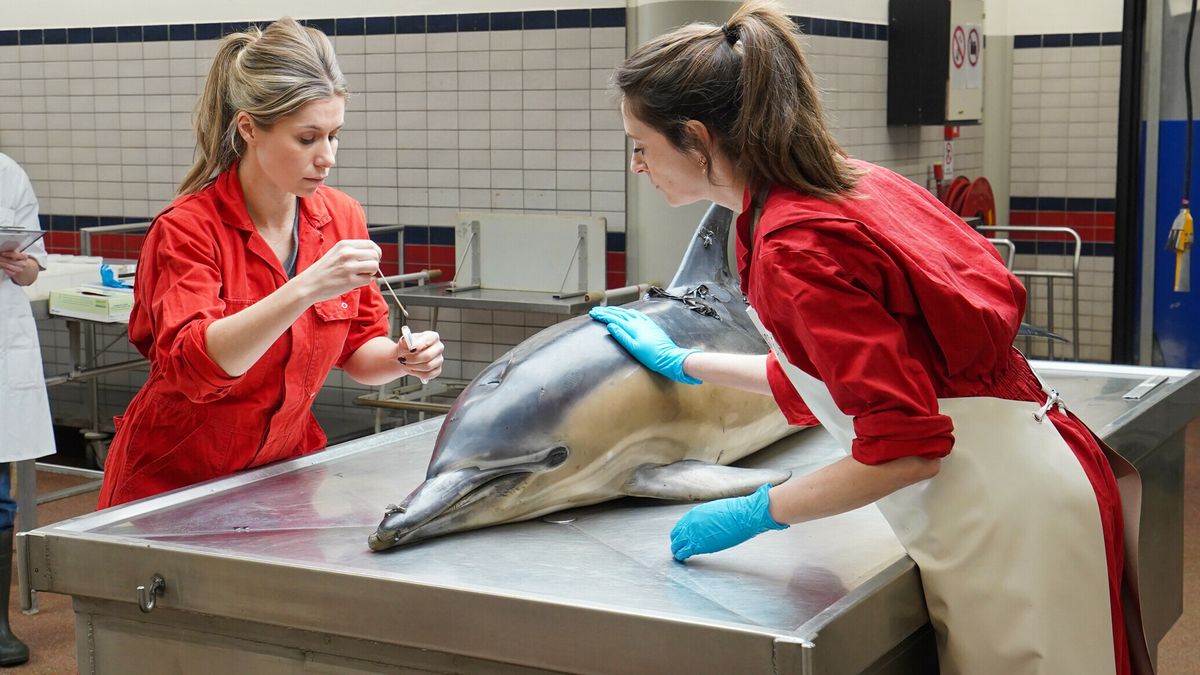 Dode dolfijn bij Wierum waarschjinlijk levend gestrand