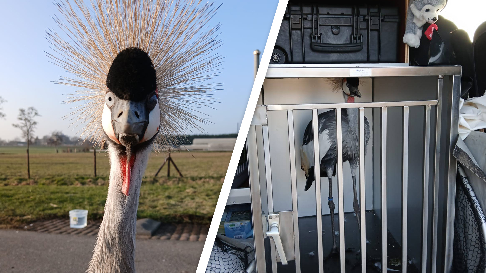 Kroonkraanvogel die partner verloor op A2 gevangen bij Mijdrecht