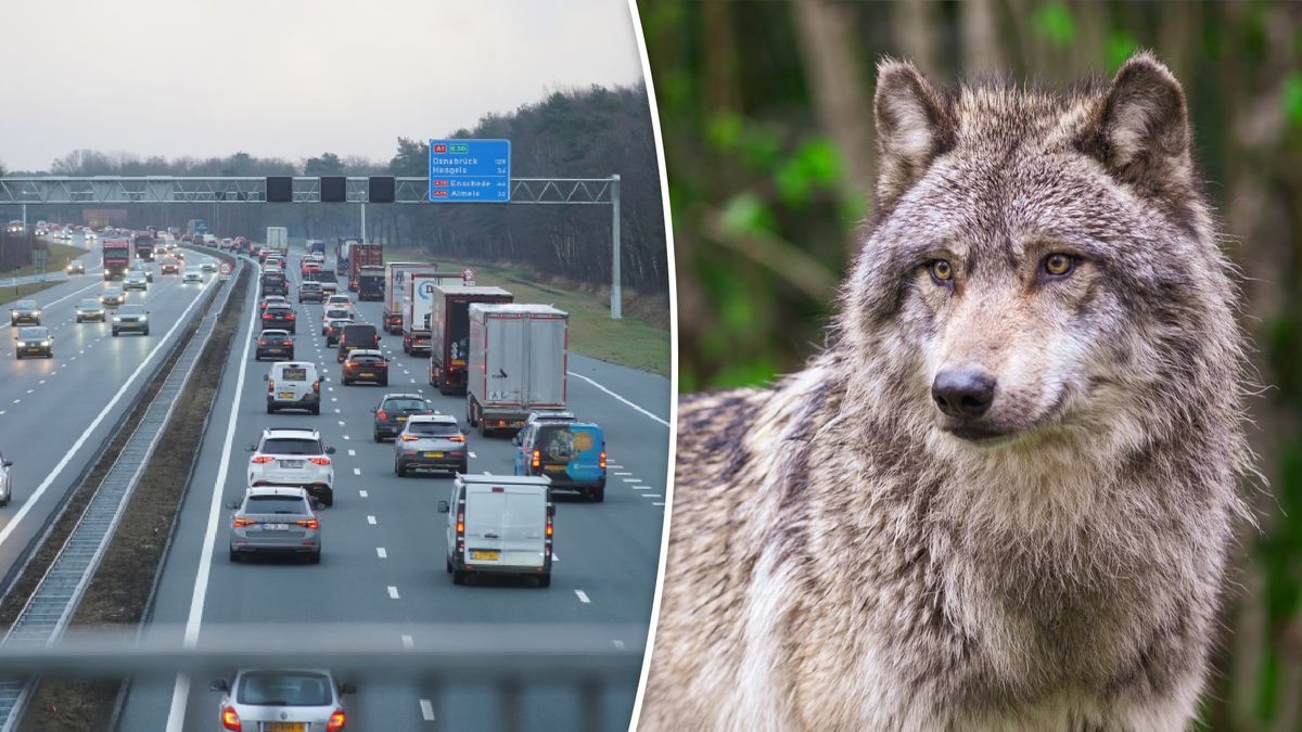 Wolf doodgereden op A1 bij Bathmen