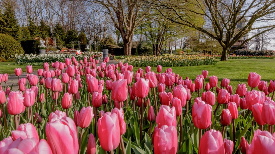 Een uitgestorven Keukenhof