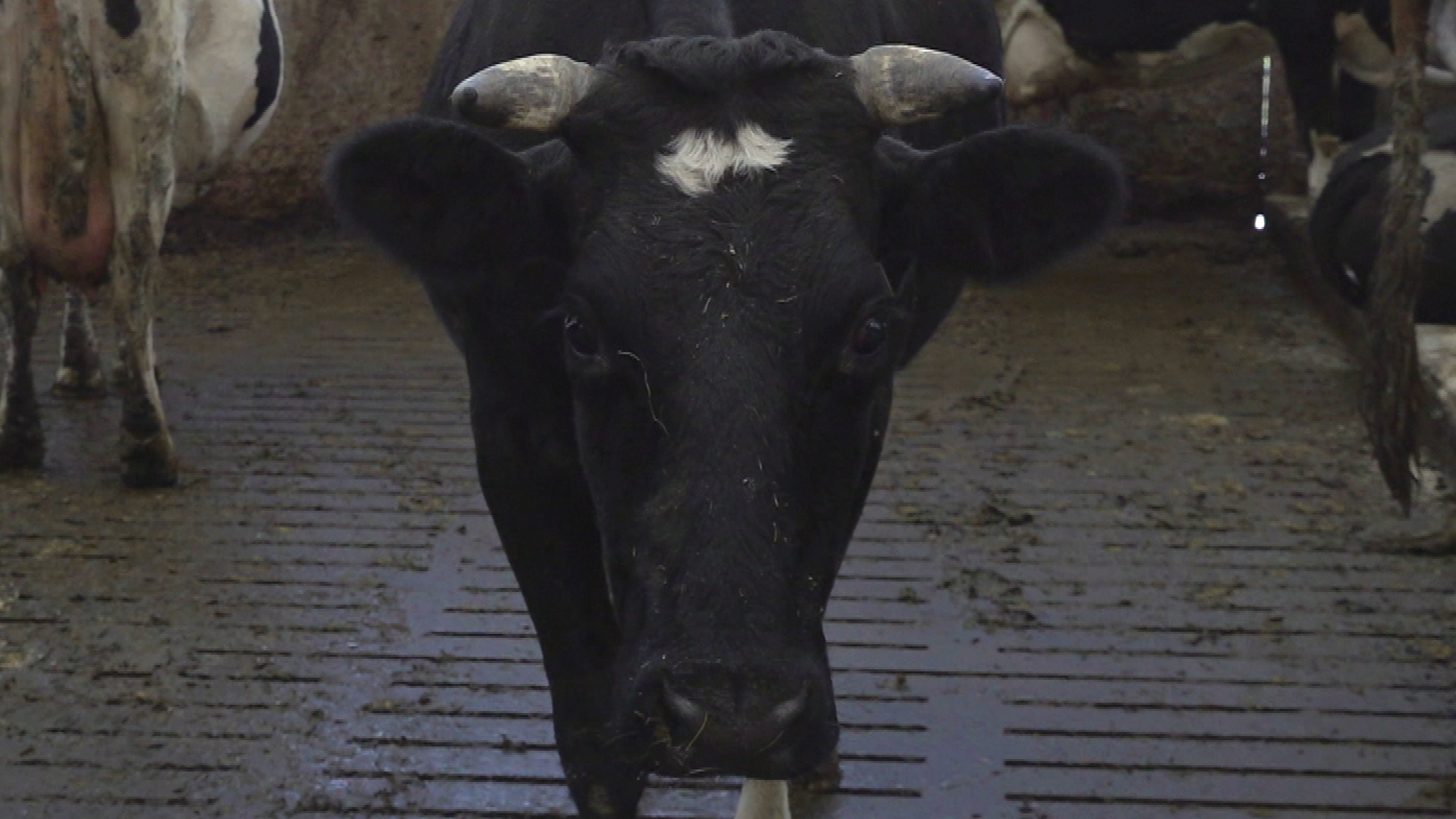 Goed fyftich Fryske feehâlderijen dogge mei oan 'woest oantreklike ophâldersregeling'