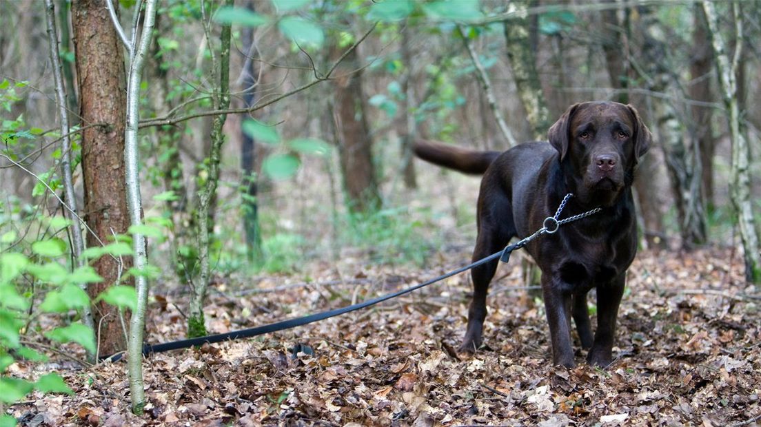 Dit is niet de hond in kwestie. | Archieffoto ANP