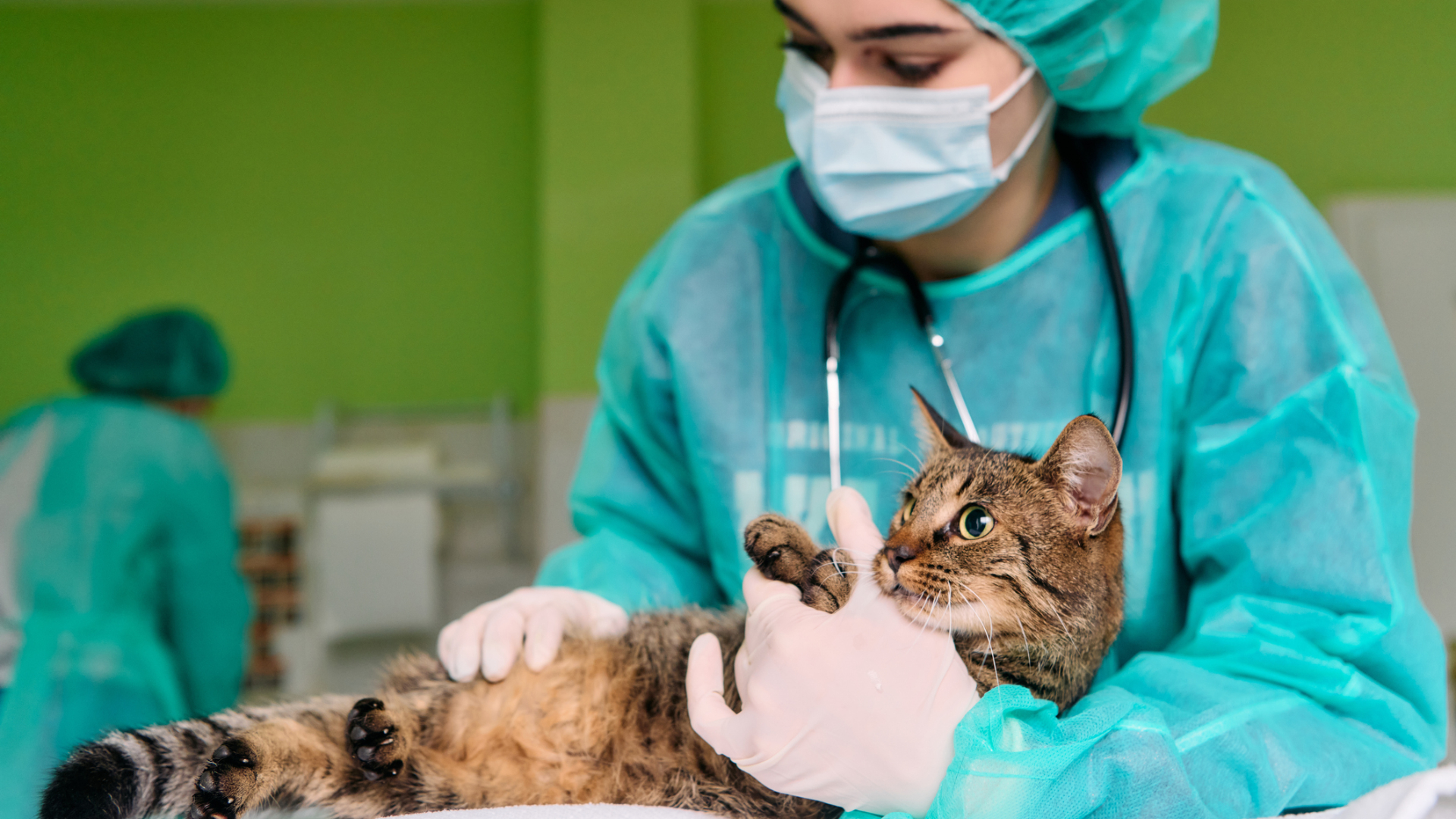 Volgens Stichting Dieren steun wordt het FIV-virus, dat kattenaids kan veroorzaken, overgedragen van kat op kat via bloed en paren.