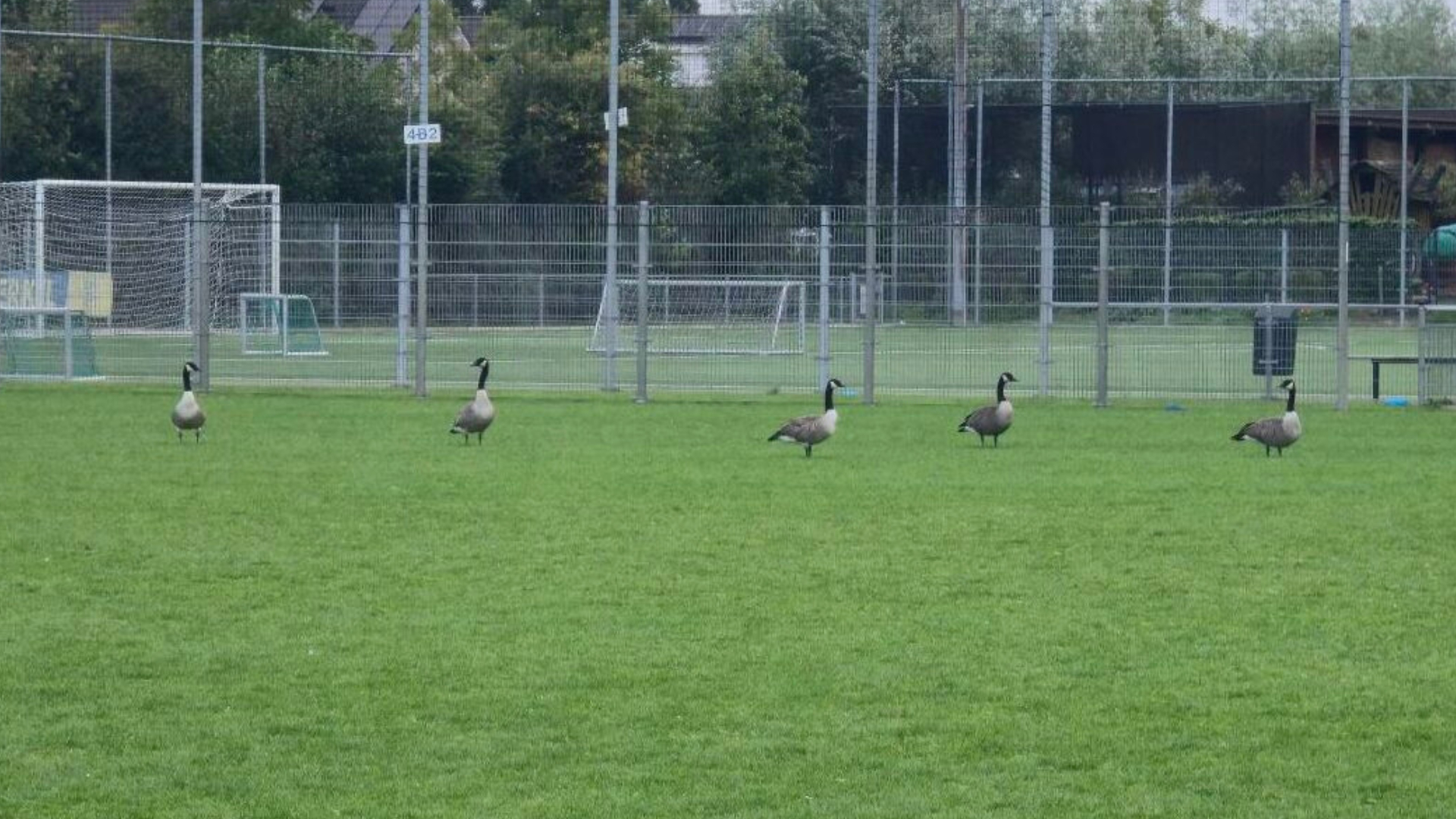 De ganzen op het terrein van CVV Berkel.