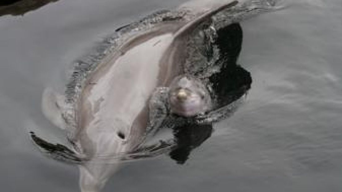 In het Dolfinarium in Harderwijk is donderdag een dolfijntje geboren.