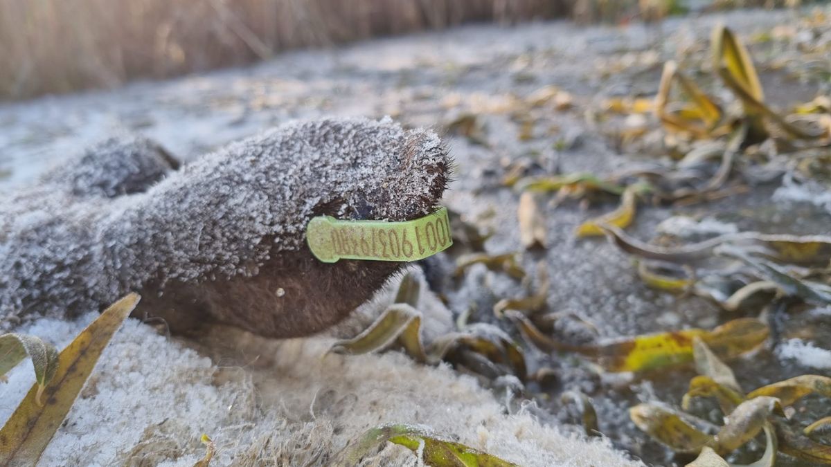 Veehouder moet weg uit De Hoef na vondst dode schapen
