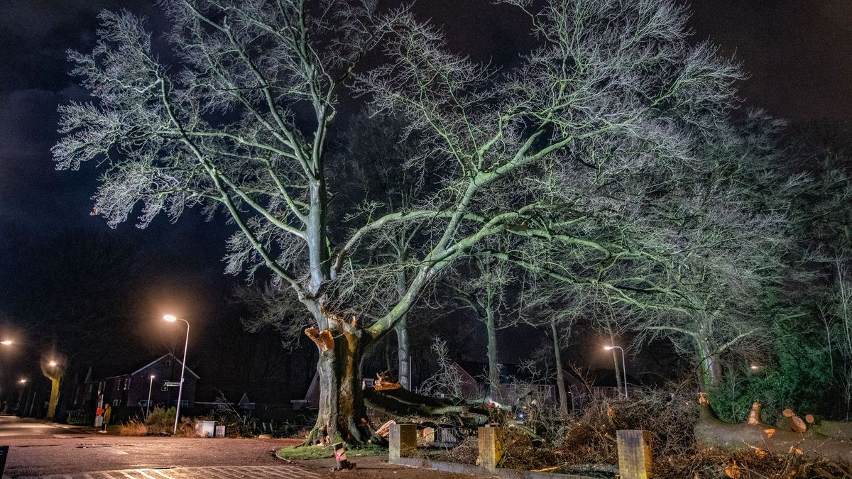 Eeuwenoude boom in Lettele heeft stormvierdaagse niet overleefd