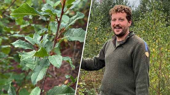 Minder dennen, meer loofbomen: zo moet de Veluwe brandveiliger worden