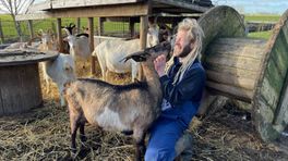 Varkens zorgen voor de recycling op een geitenboerderij in Dorkwerd