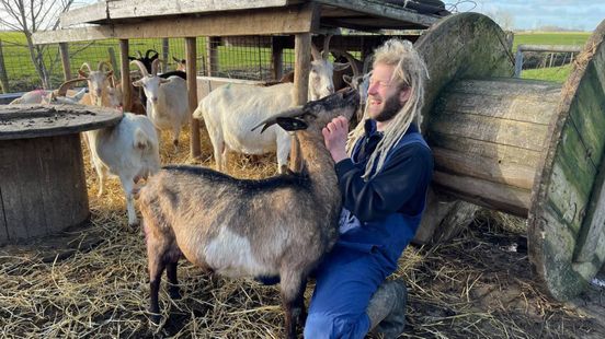 Varkens zorgen voor de recycling op een geitenboerderij in Dorkwerd