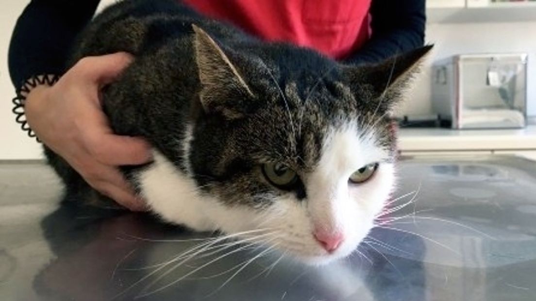 De in Duitsland gevonden kat Tijger uit Zierikzee