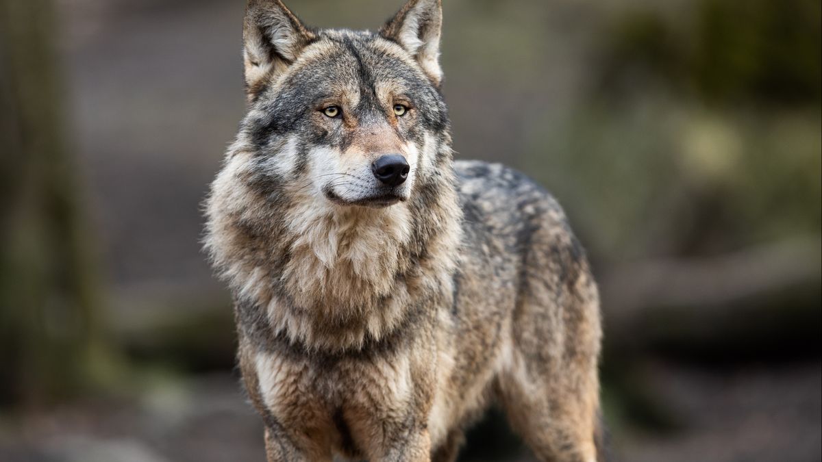 Onderzoek bevestigt: wolf doodde tientallen schapen