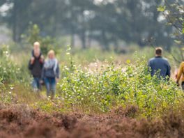 Coevorden krijgt wandelknooppuntennetwerk: 'Heel Drenthe staat op de lijst'
