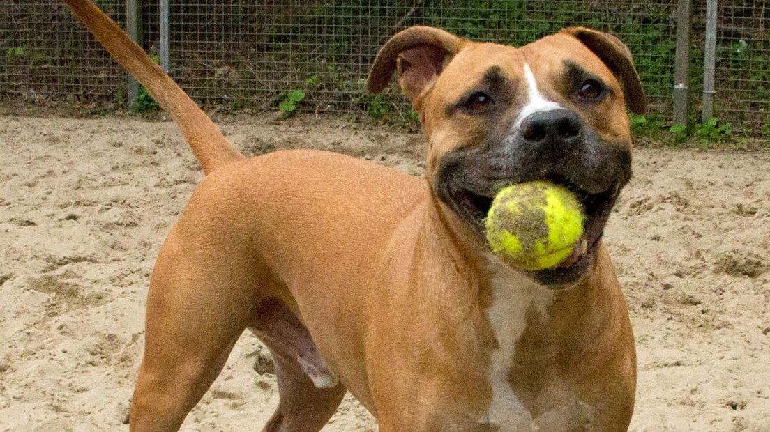 Bink zit in het Haags Dierencentrum