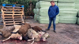 'Wolf bijt weer groot aantal schapen dood'