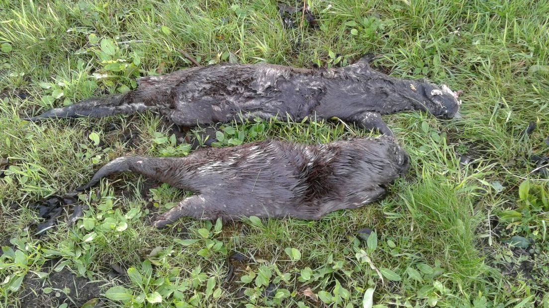 De otters lagen in de buurt van Roden (Rechten: Twitter/Albert Broekman)
