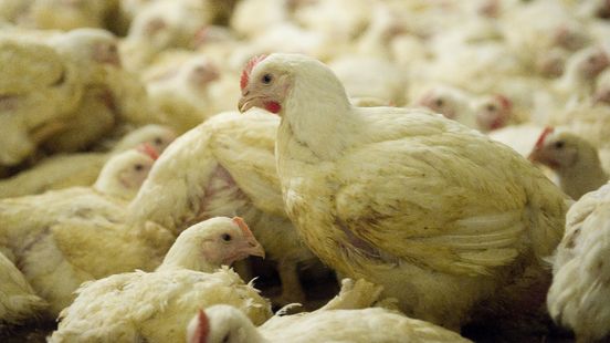 23.000 kuikens geruimd na uitbraak vogelgriep