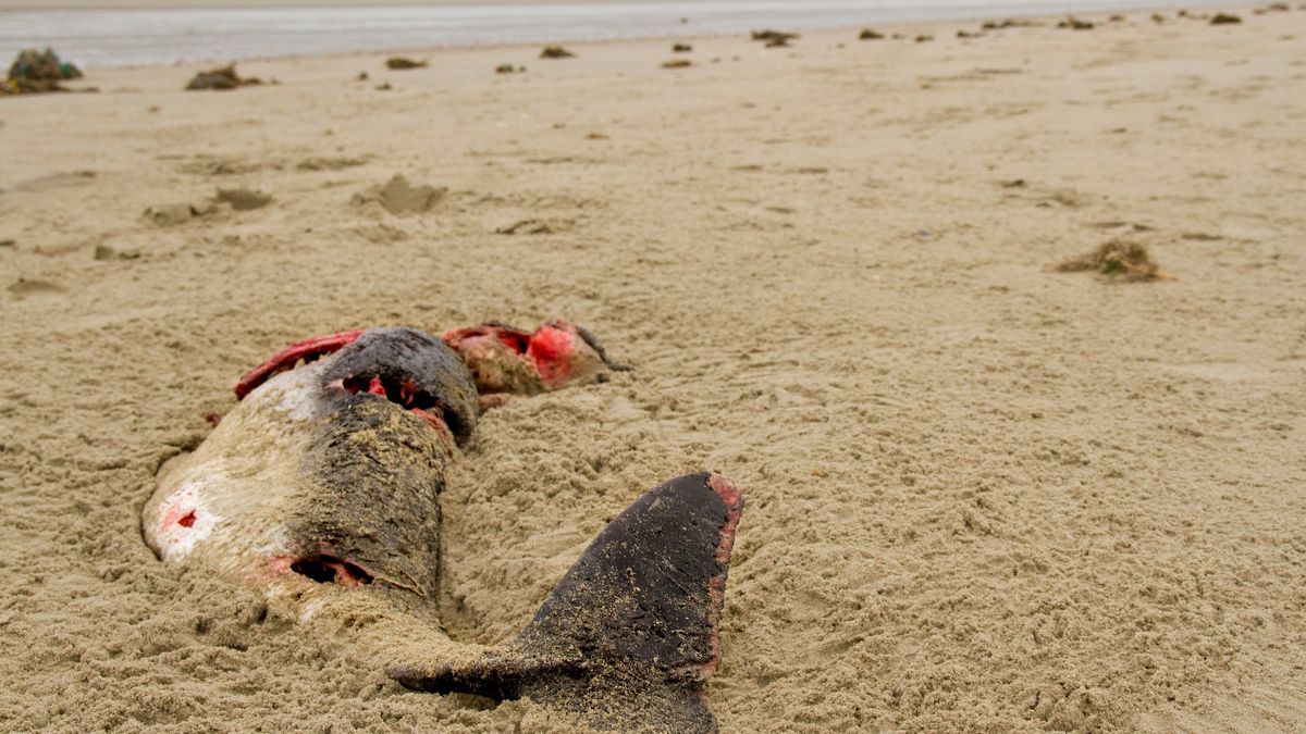Waarom op dit strand dode zeehonden en bruinvissen blijven liggen