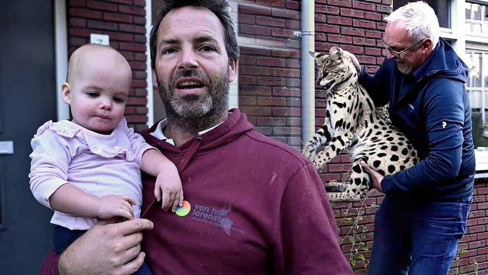 Ontsnapte serval vecht met de kat van Bas: 'Ik heb de politie maar