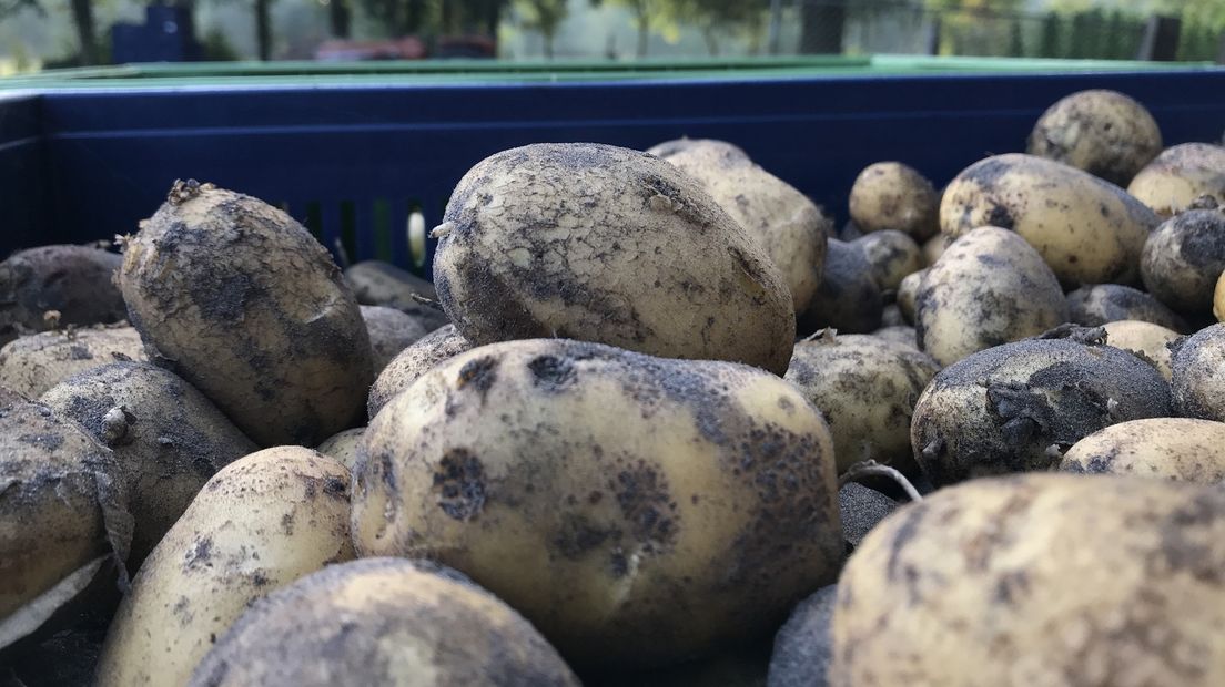 Onderzocht wordt onder meer welke aardappelrassen het best gedijen in zoutere omstandigheden
