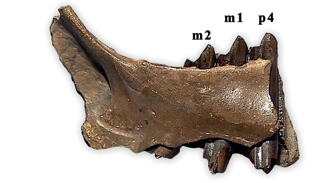 Kaak van prehistorische haas