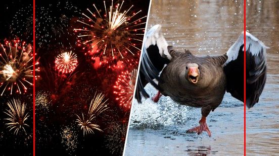Vogels weken van de leg door vuurwerk